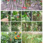 PE-Garden-Tape-Plant-Vegetable-Branch-Vine-Branches-Fixed-Tapes-Hand-Tying-Binding-Machine-Tape-10-1